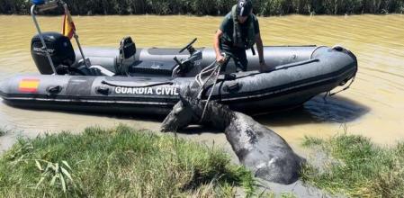 El caballo estaba completamente lleno de lodo