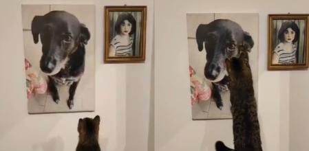 El gato echa de menos a su fiel amigo.