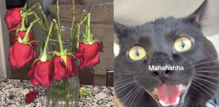 Un felino decidió morder el ramo de rosas que le regaló la expareja a su dueña.
