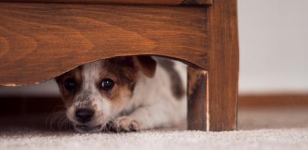 El método casero para tranquilizar a tu perro cuando hay petardos