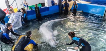 Momento de la entrada a la piscina médica del Oceanogràfic de una de las belugas rescatas de un acuario de Jarkov en Ucrania