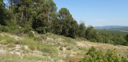 Reto visual: ¿Dónde está el corzo?