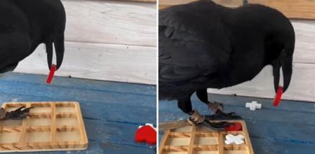 Juega al tres en raya con un cuervo y el resultado de la partida es surrealista