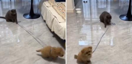 La surrealista forma en que un gato sujeta la correa de su hermano perro para que no se escape