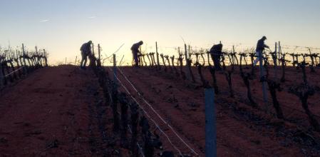 Agricultores en la poda de la uva, en un campo de la Comunidad Valenciana