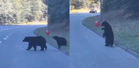 El osezno y su mamá.