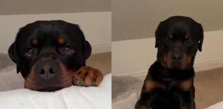 El rottweiler más mimoso de Internet.