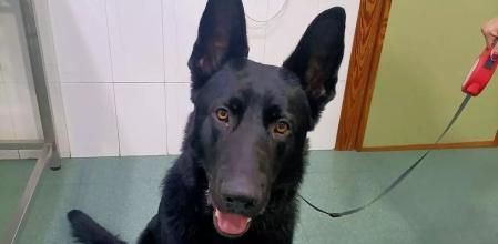 Un perro sobrevive tras caer al mar de Mazarrón y estar nadando durante cinco horas