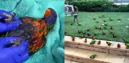 El loro fue recuperándose poco a poco.