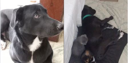 Este divertido perro actúa como si fuese un gato más