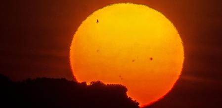 Vuelo de la golondrina con las manchas solares de fondo.