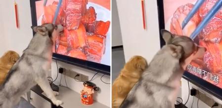 Un perro se pone a lamer la tele al salir comida, pero la gente se fija en otra cosa: “¿Por qué está castigado?”