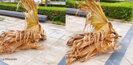 corgi reina carnaval