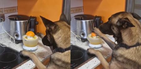 El peludo ha conquistado a los usuarios con su habilidad.