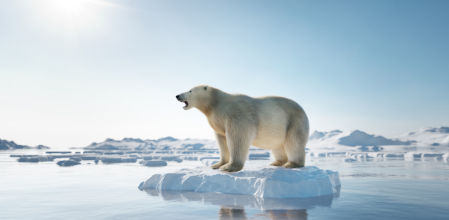 Animales que viven en soledad