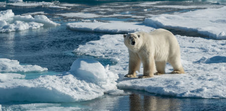 Los osos polares utilizan el hielo como plataforma para cazar focas y morsas