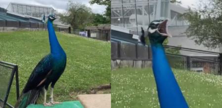 El ave ha sorprendido a los presentes.