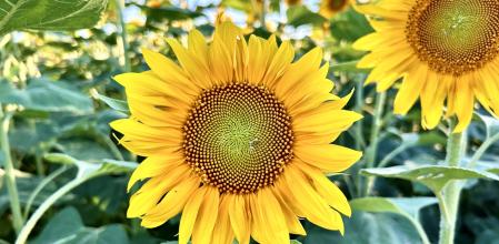 Campo de girasoles en Jafre.