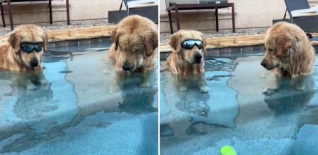 La hilarante lucha de dos golden retriever por rescatar una pelota de tenis del fondo de la piscina