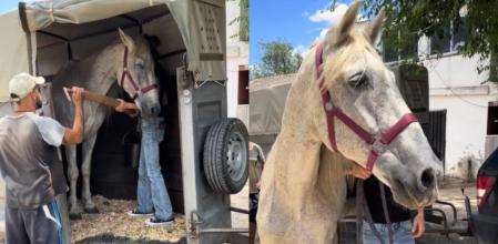 Leño llega a su nuevo hogar.