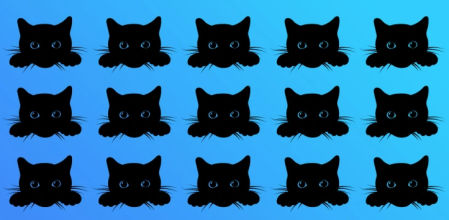 Encuentra al gato diferente