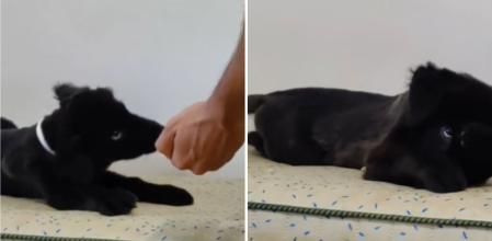 La enternecedora reacción de un cachorro de perro cuando le riñen por romper algo: 