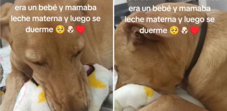 El tierno ritual de Txistu, el perro que simula que amamanta leche materna para irse a dormir
