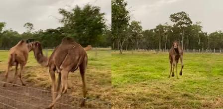 El camello ha sorprendido a los usuarios.