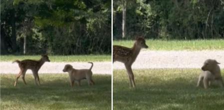 El emotivo juego de un cachorro de golden retriever y un cervatillo que enternece: 