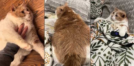 Biggie Smalls, el gatete que ha conquistado Internet.