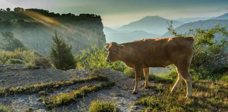 Paisaje de verano en L'Avenc de Tavertet.
