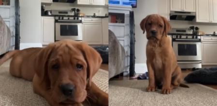 El perrito frente a la cámara.