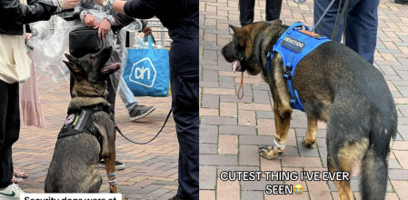 El perro policía intercambiando pulseras en la cola del concierto de Taylor Swift