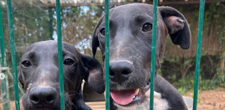 La protectora de Viladecans 'Brigada Animalista' solicita la acogida de sus perros tras verse obligada a cerrar
