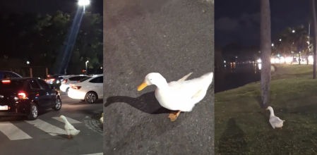 El pato desorientado sin encontrar su lago