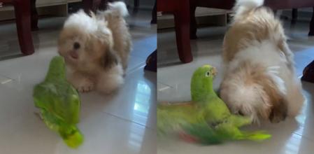 El perrito y el loro.