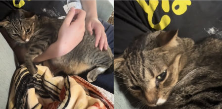 La dueña consolando a su gato