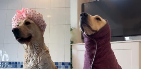 El perrito en el baño.