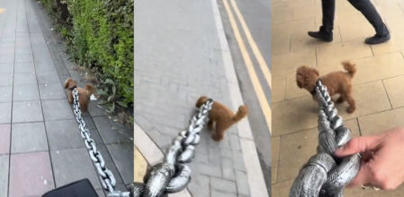 El dueño paseando a su perro con una correa de metal