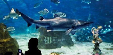 Los biotopos forman un arrecife de biogeneración