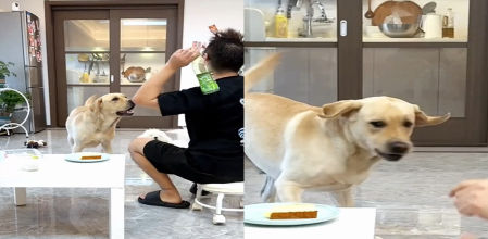 Este labrador ha aprovechado su oportunidad