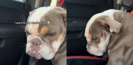 El perrito quería disfrutar de la nata.