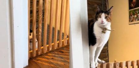 El gato y su nueva habilidad.