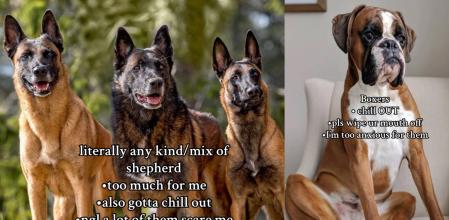 perro que trabajadora no adoptaria