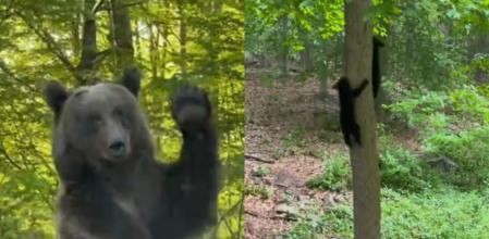 La mamá pidió ayuda a un humano.