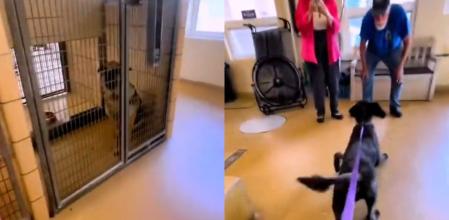 Los perros y sus nuevos dueños.