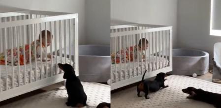 Los perros salchicha junto a su hermana.