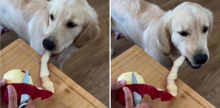 La hilarante manera en la que un golden retriever acaba con los restos de la piel de manzana: 