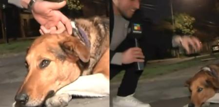 El perrito Bruno y el reportero.