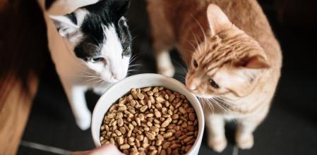 Dos gatos a punto de comer pienso.